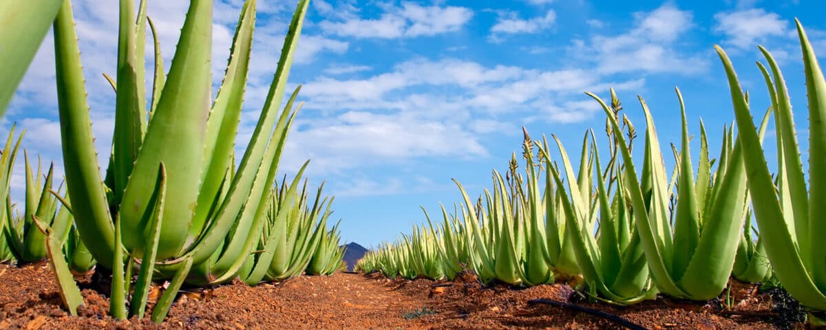 Aloe Fields COlor Nice